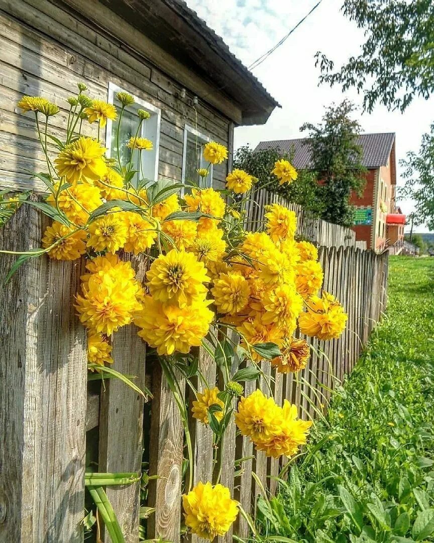 Цветов на бабушкина. Золотой шар цветы многолетники. Рудбекия золотой шар у забора. Дачный куст золотой шар.