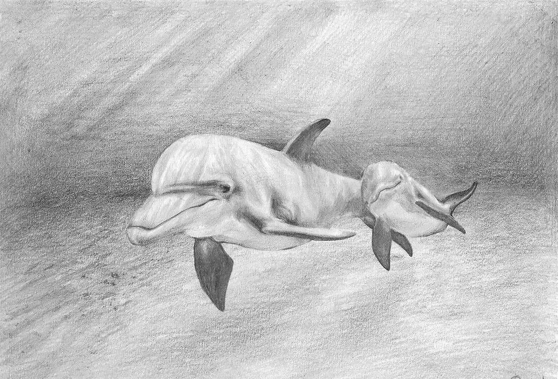Рисование на свободную тему. Дельфин карандашом. Дельфины карандашом. Рисунки карандашом на свободную тему.