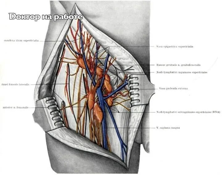 Паховые лимфатические узлы (nodi lymphatici inguinales),. Лимфатические сосуды бедренного треугольника. Лимфоузлы паховые где находятся схема. Пахово бедренные лимфоузлы. Пахово бедренные лимфоузлы.