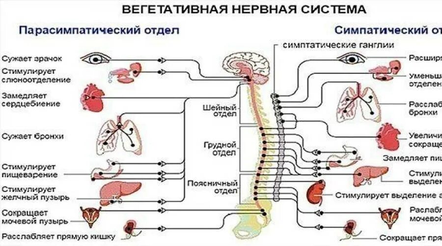 Отличия симпатического и парасимпатического отделов ВНС. Парасимпатический отдел вегетативной нервной системы схема. Строение симпатического отдела вегетативной нервной системы схема. Симпатический отдел нервной системы человека. Симпатич