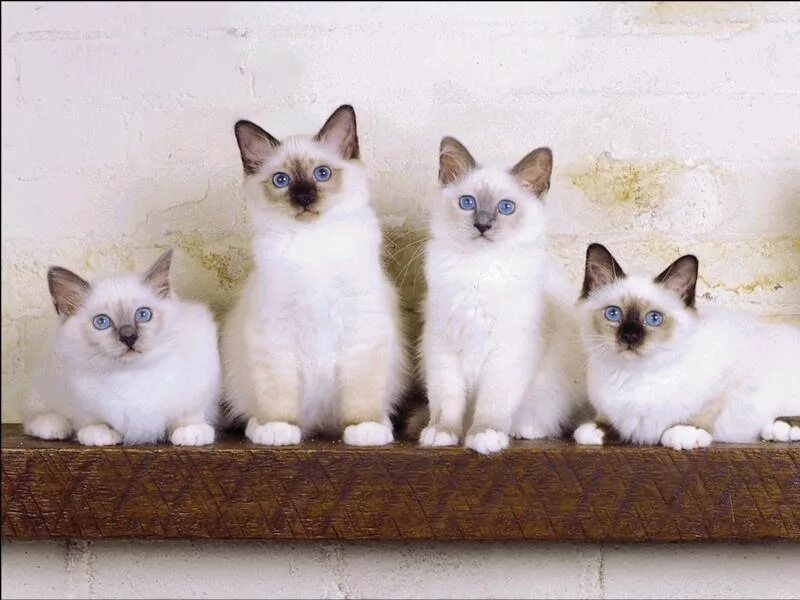 Четверо котов. Четыре кошки. Четыре котенка. Котята 4 штуки. Четыре кота фото.