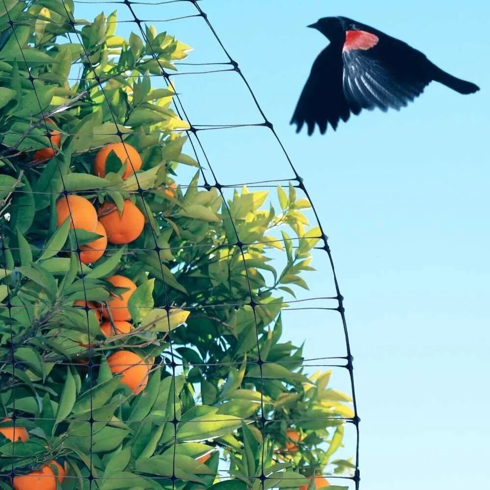 Продукты от птиц. Сетка для защиты плодовых деревьев от птиц. Защита урожая от птиц. Защита ягодных деревьев от птиц. Защита черешни от птиц.