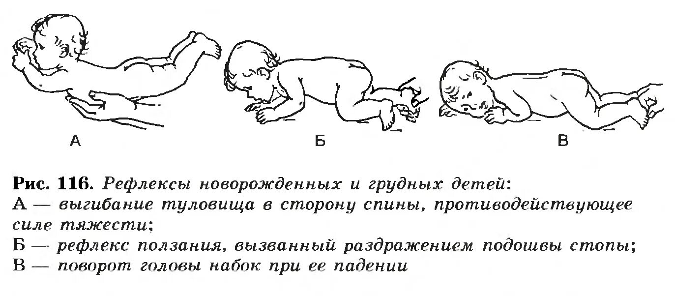 Рефлексы грудных детей