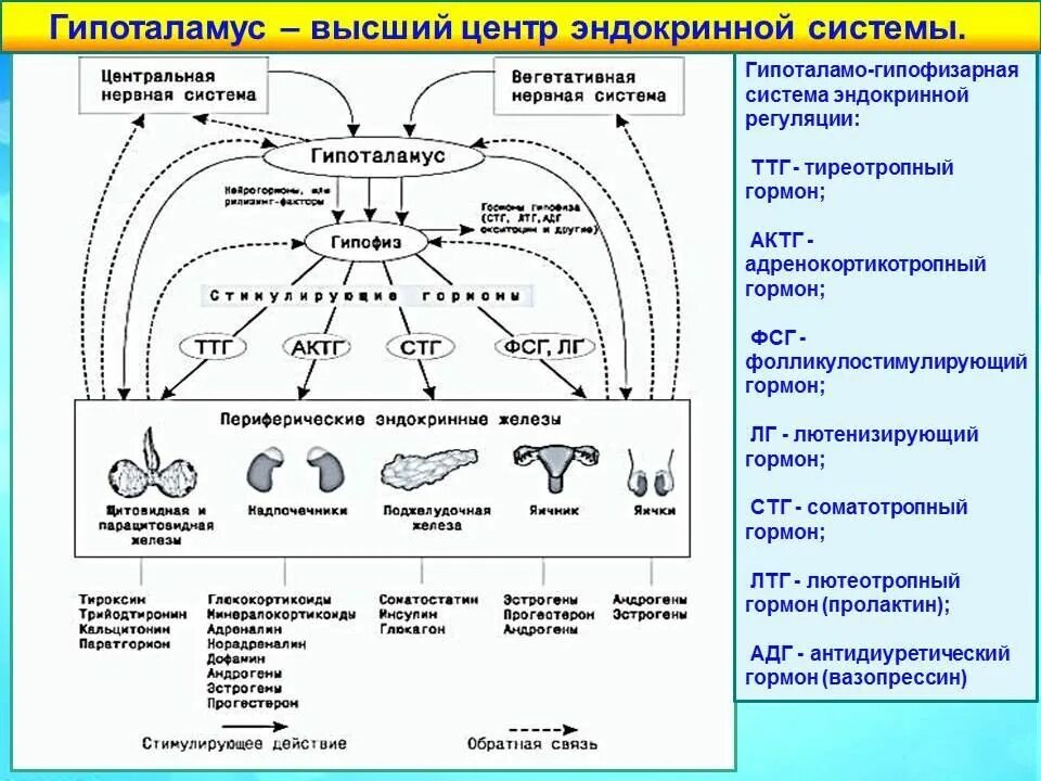 Схема действия гипоталамо-гипофизарной системы гормоны. Схема взаимосвязей эндокринных желез. Схема регуляции функций желез внутренней секреции. Механизм обратной связи в гипоталамо гипофизарной. Гормон центральной нервной системы