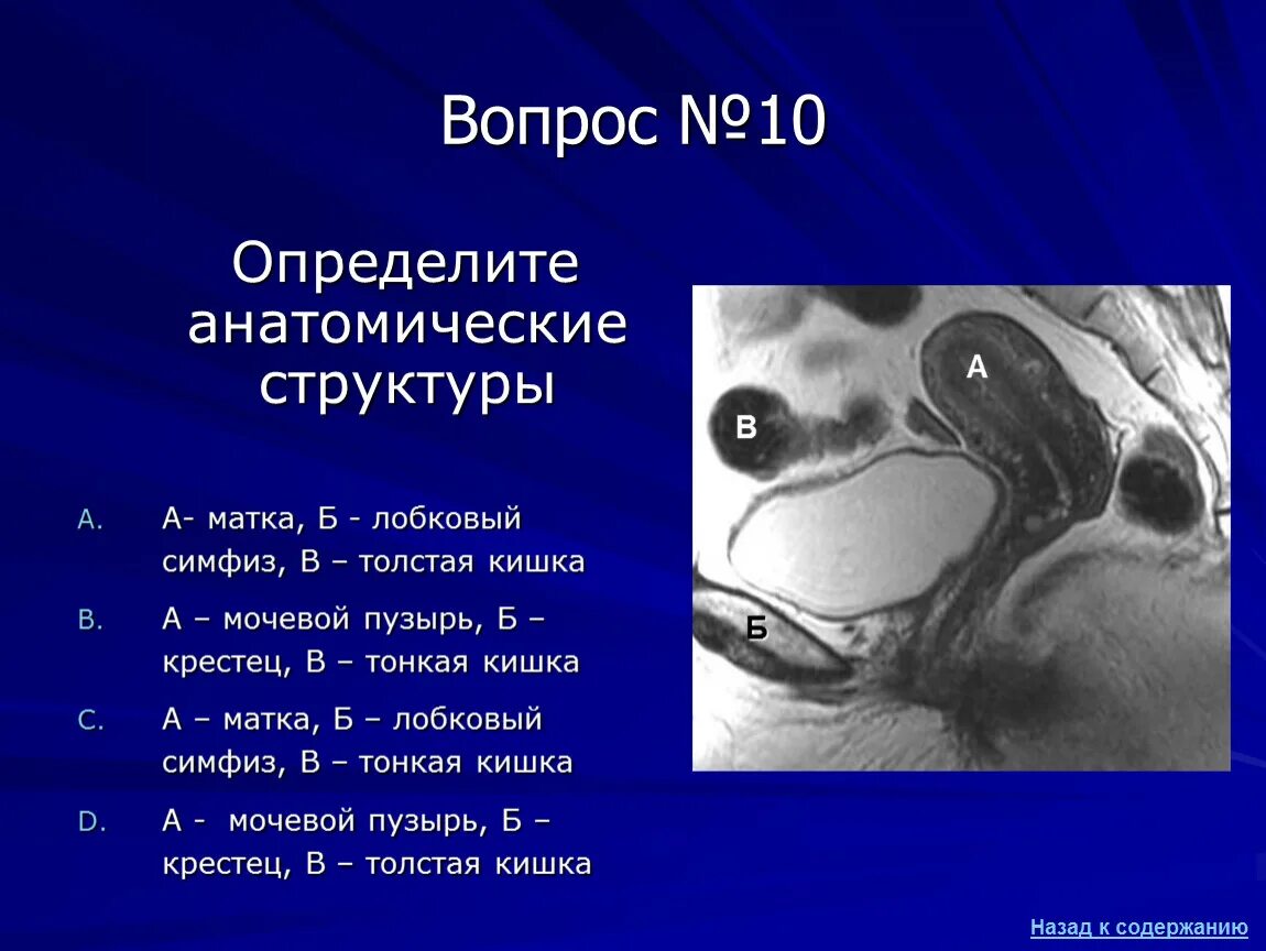 Кишечник давит на матку: причины и лечение патологии
