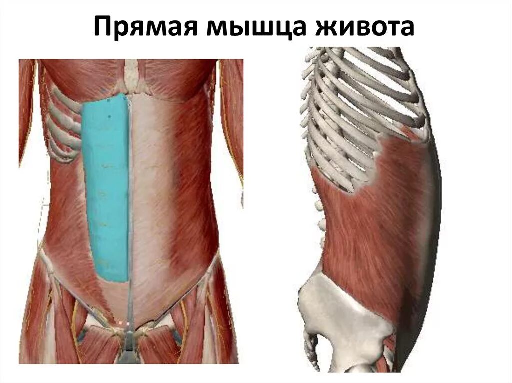 Сильные мышцы живота. Пирамидальная мышца живота анатомия. Прямая мышца живота (3 сухожильных перемычки). Поперечная мышца живота (m. transversus abdominis).