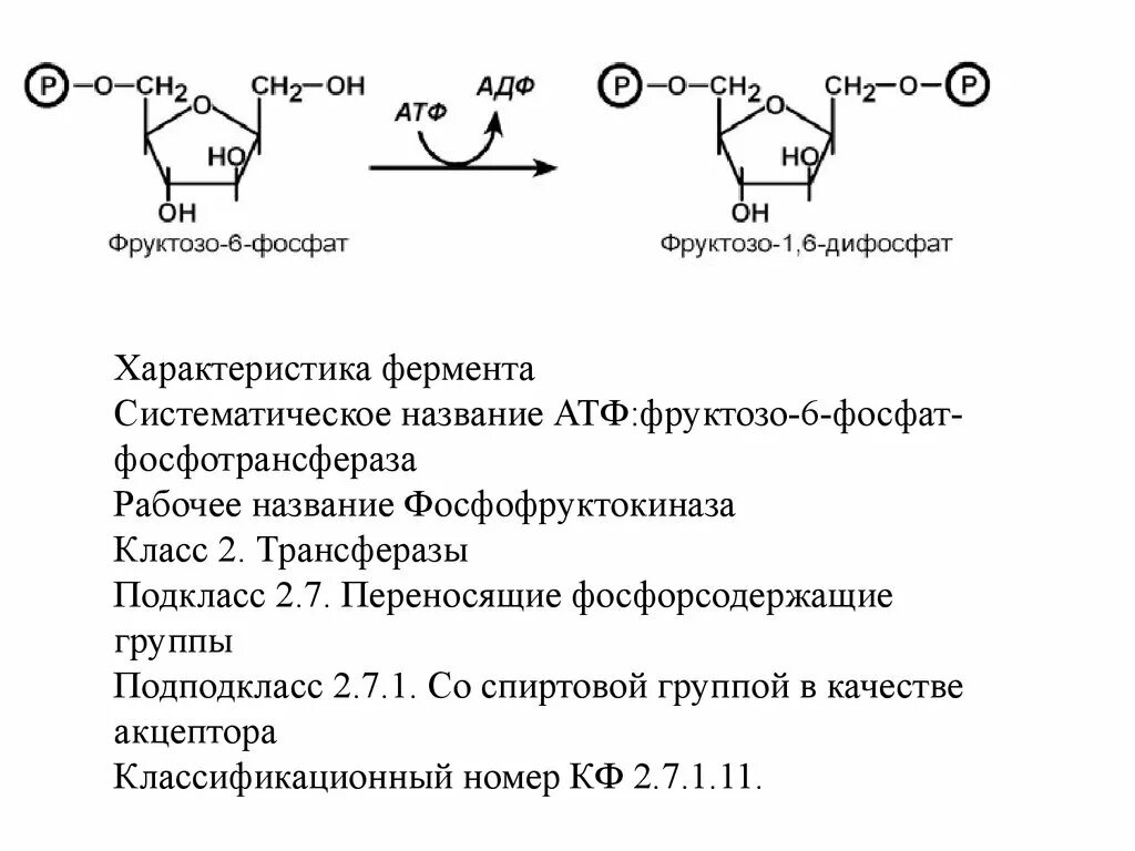 Глюкозо 6 фосфат в фруктозо 6 фосфат класс фермента. Фосфофруктокиназа 1 класс фермента. Фруктоза АТФ фруктозо-6-фосфат фермент. Фруктозо 6 фосфат это фермент.