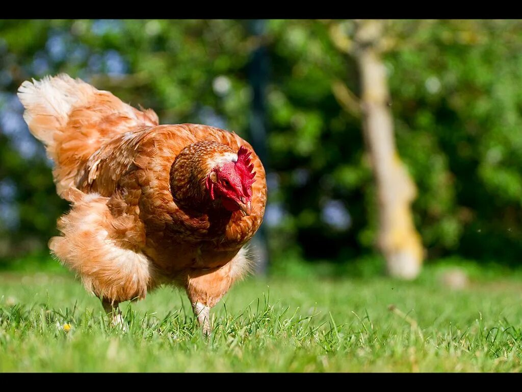 Видео про куриц. Шотландские курочки. Генномодифицированные куры. Куры свободного выгула. Красивые виды курей.