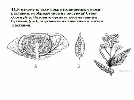 Какие растения относятся к простейшим
