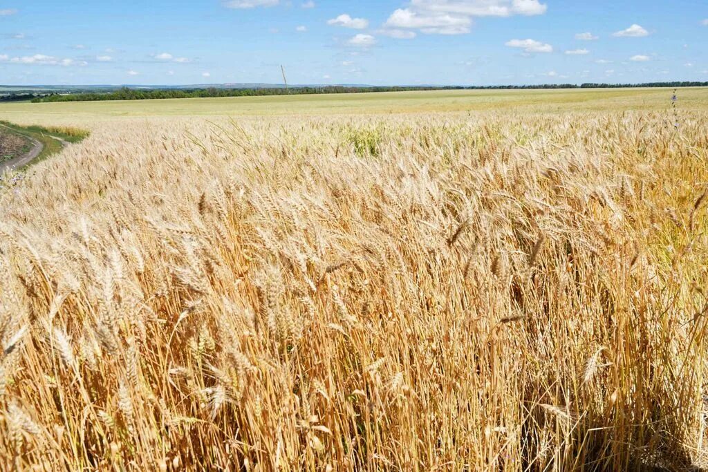 Поле урожай. Жатва. Поле урожай. Жатва. Поле со жнивой.