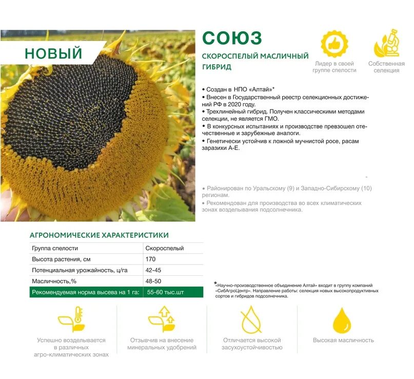 В семена подсолнечника нового сорта содержится. Семена подсолнечника гибрид. подсолнечник современные сорта. подсолнечник под экспресс. подсолнечник –скороспелый.