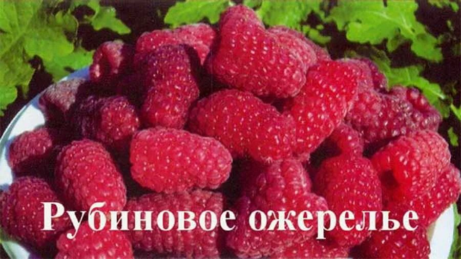 Сорт малины рубиновое ожерелье. Малина ремонтантная рубиновое ожерелье. Малина сорт рубиновое ожерелье. Малина рубиновое ожерелье описание сорта. Малина ремонтантная Бриллиантовая.