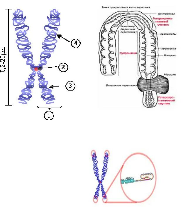 Хромосома строение теломер. Схематическое строение хромосомы. Строение теломер хромосом петля. Хромосомы строение теломераза. Внутреннее строение хромосом