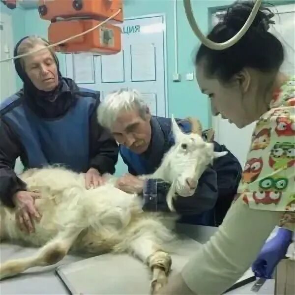 добрый доктор тверь тверь. ветклиника доктор доктор во владимире. добрый доктор во владимире. артемида ветеринарная клиника владимир на чернышевского. ветклиника добрый доктор некрасовка.