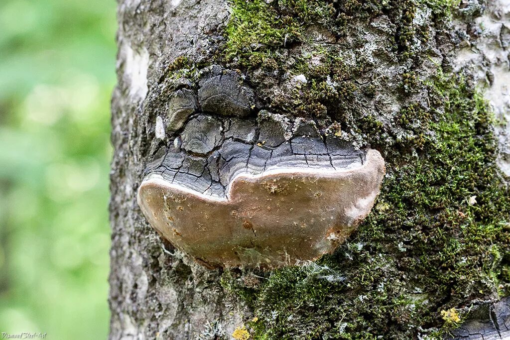 Трутовик ложный осиновый Phellinus tremulae. Ложный трутовик березовый. Гриб трутовик чага. Трутовик ложный на Березе.