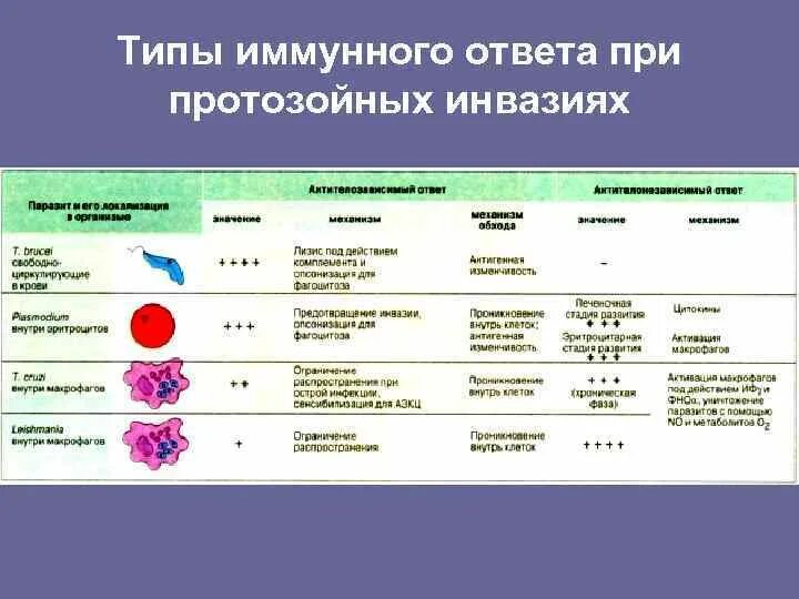 Роль в иммунных реакциях. Типы иммунного ответа. Классификация иммунного ответа. Типы и виды иммунного ответа. Иммунитет при протозойных заболеваниях.