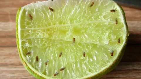 Fruit fly