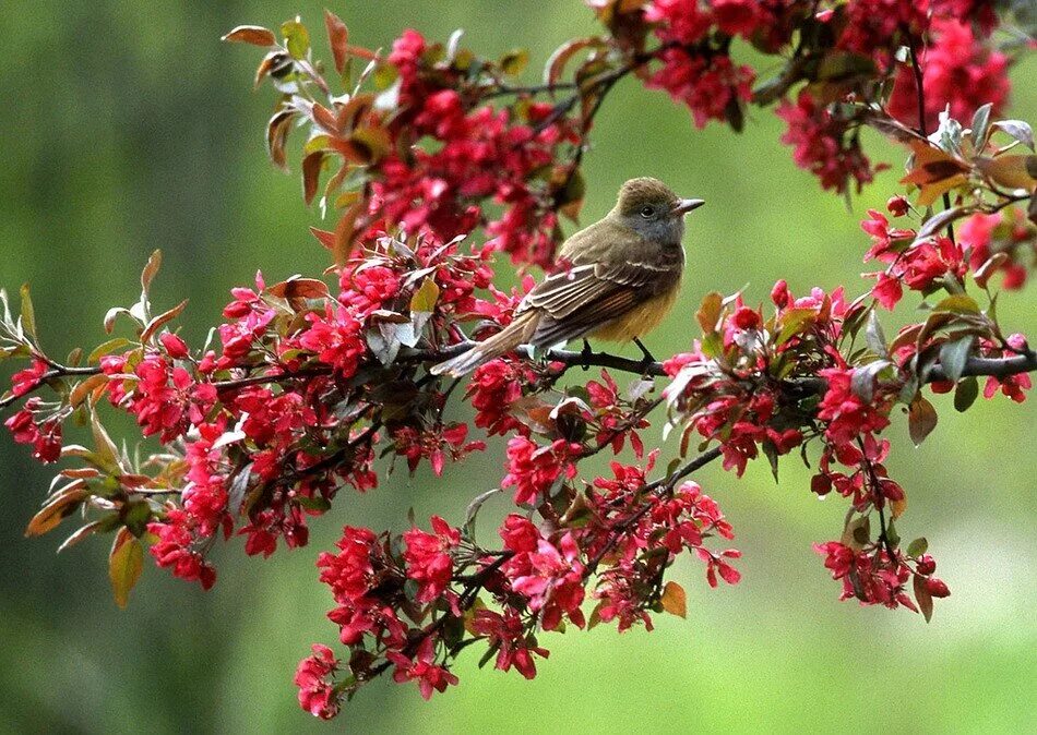 красивая птица в полете. птица в полете. соловей птичка певчая. пеночка-весничка птенец. зарянка горихвостка приморье.