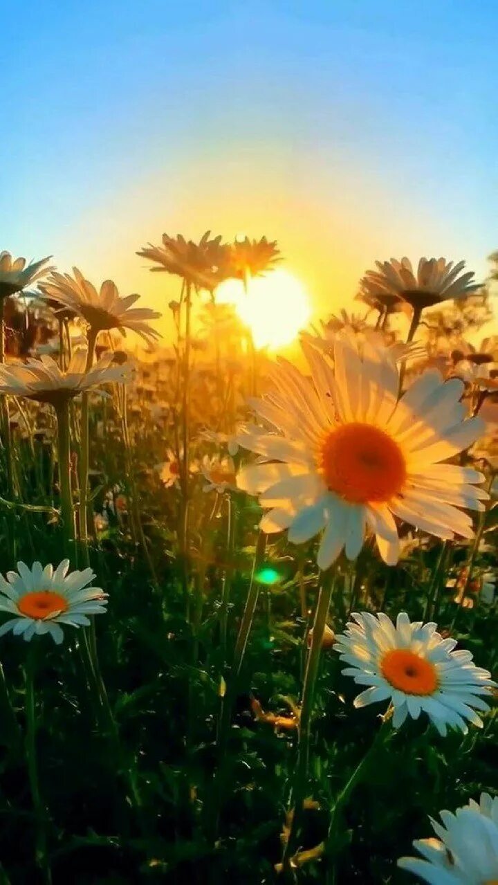 Доброе утро цветы солнце. Ромашковое поле в лучах солнца. Ромашки в лучах солнца. Ромашки утро солнце. Ромашки в солнечных лучах.