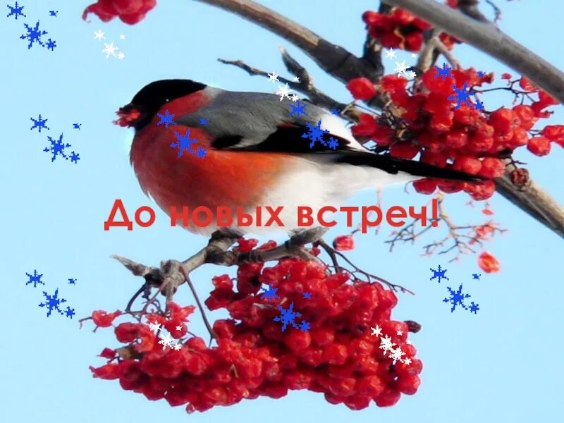Программа про птиц. Птицы наши друзья. птицы наши друзья картинки. тема птицы наши друзья. презентация пернатые друзья.