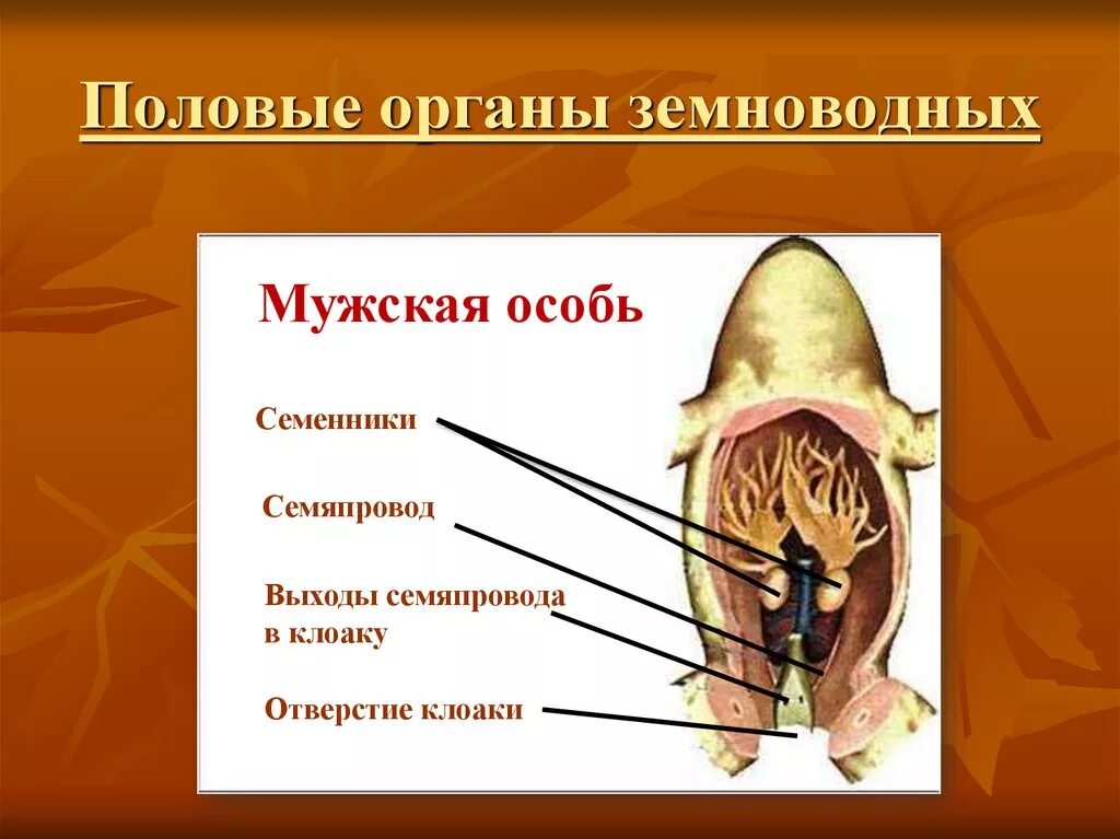 Половая система и размножение земноводных. Половые органы земноводных. половая система амфибий. земноводные половая система. строение половой системы земноводных.