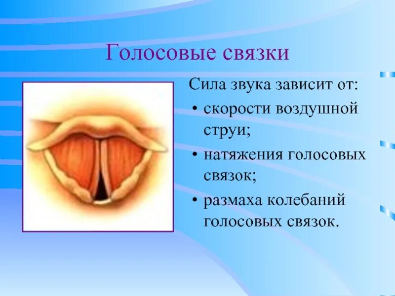 Голосовые связки певца поющего тенором колеблются. Строение голосовых связок. голосовые связки у человека. строение голосовых связок человека.