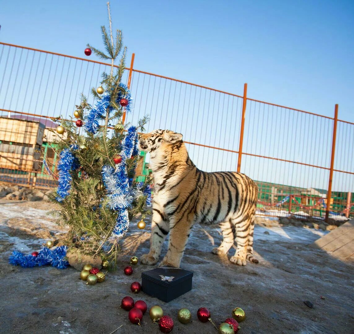 Новогодний зоопарк. Зоопарк в чехове. Работа московского зоопарка в новогодние праздники. Зоопарк москва зима. Животные в зоопарке празднуют новый год.