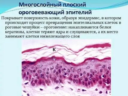 Клетки эпителия выделяют слизь у червей