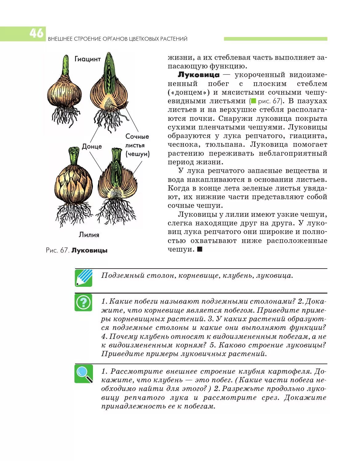 Сочные листья чешуи функции. Донце луковицы функции.