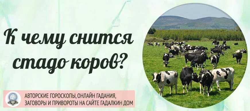 Стадо коров во сне к чему снится. К чему снится корова во сне. Приснилось стадо коров. Видеть во сне корову для женщины к чему.