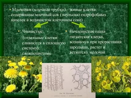 Какие растения выделяют сок
