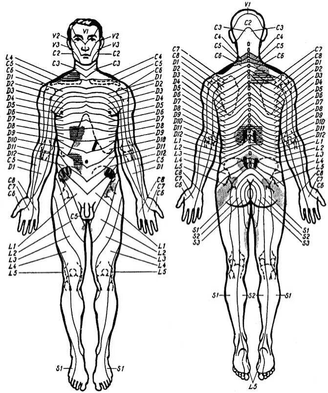 Самые места человека. Анатомия болевых точек. Болевые точки человека схема.