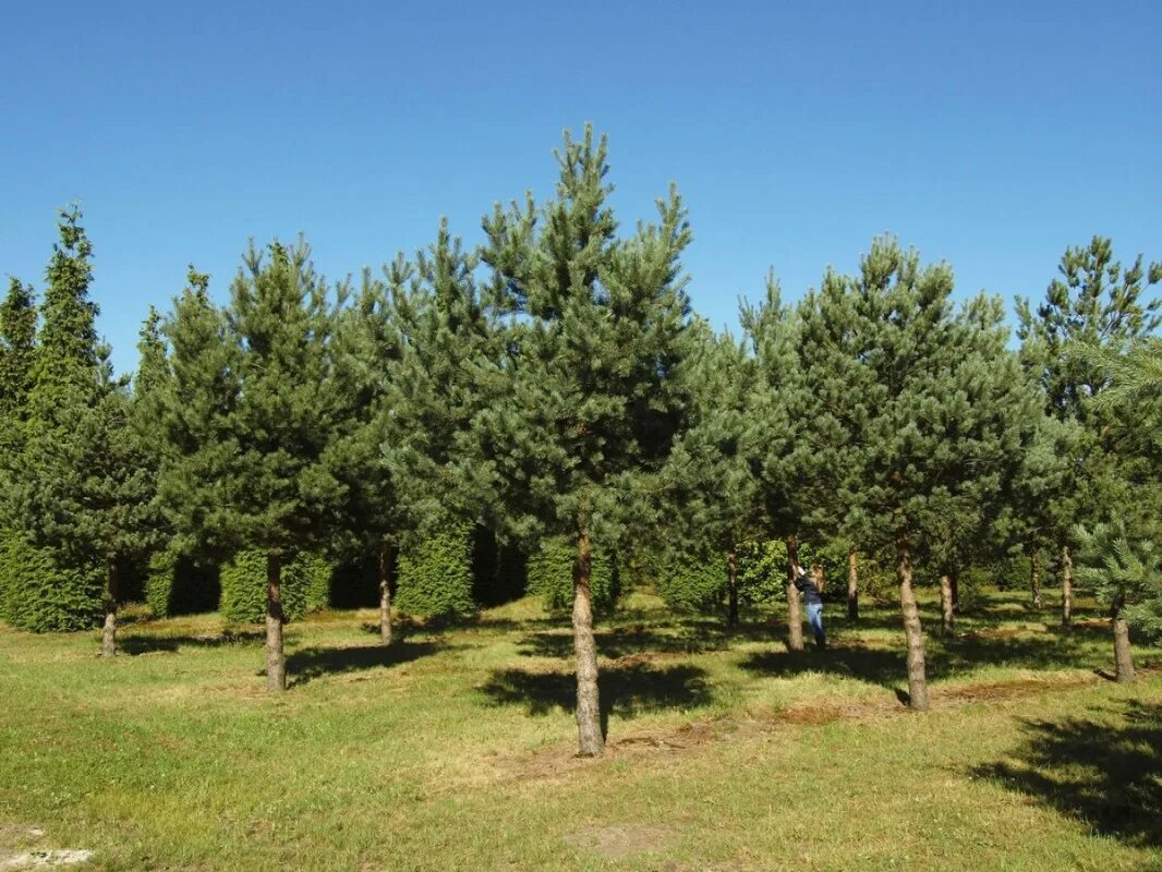 Произрастание хвойных. Сосна обыкновенная Pinus Sylvestris. Сосна обыкновенная Брунс. Сосна ниваки. Сосна обыкновенная Империал Гарден.