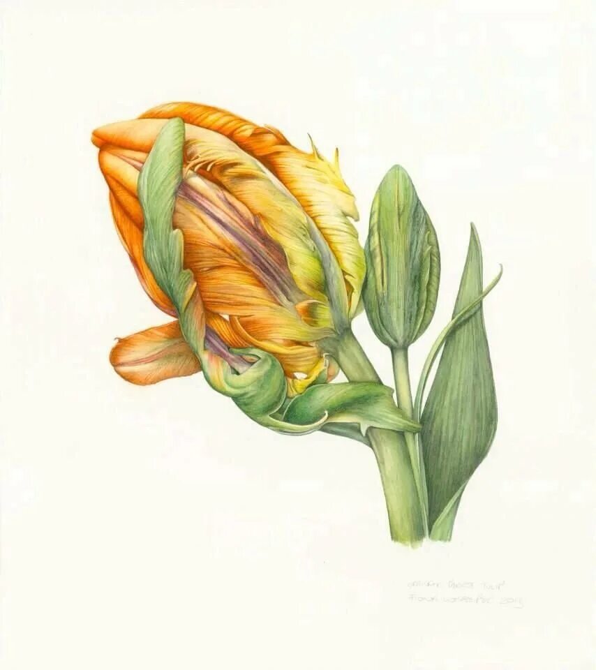 Тюльпан Ботаническая акварель. Carolyn Jenkins - Ботаническая живопись. Ботаническое искусство (Botanical Art). Тюльпан ботаника поэлла. Тюльпан ботаника