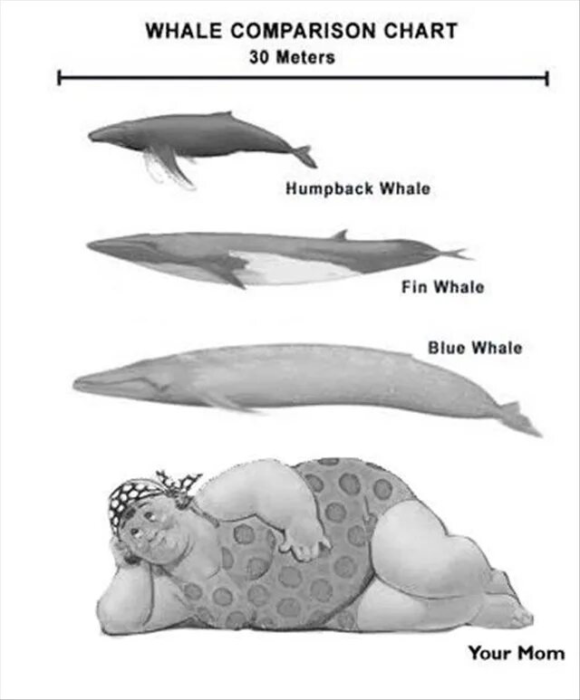 Физиологические признаки синего кита. Синий кит мемы. Шутки про китов. Синий кит схема. Юмор про китов.