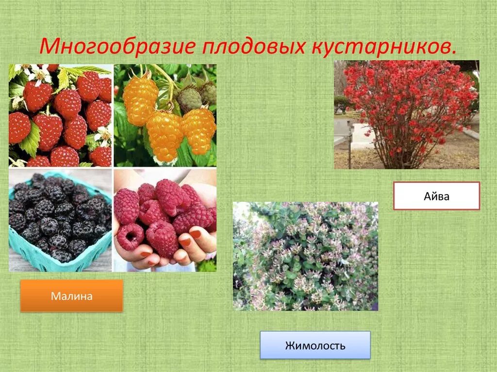 Многообразие жизненных форм растений 6 класс. Жизненная форма кустарник. плодовые растения презентация. жизненные формы плодовых растений. многообразие жизненных форм.
