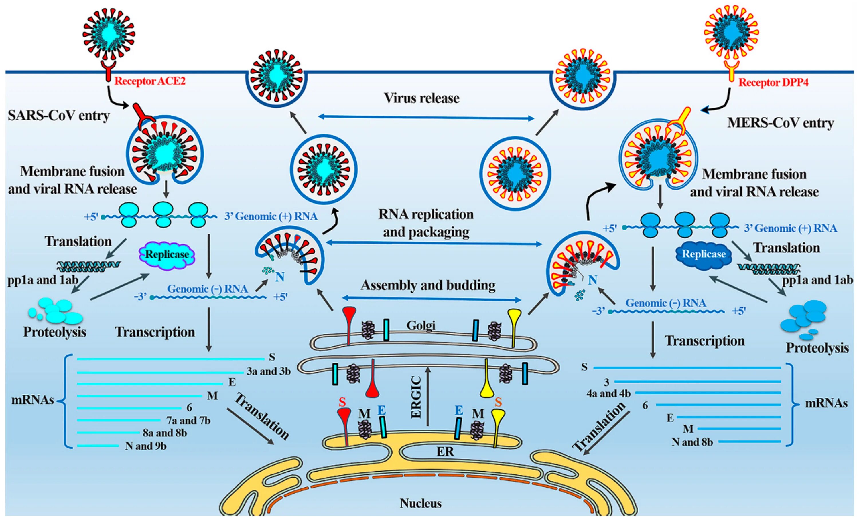 The virus can be. Жизненный цикл коронавируса SARS-cov-2. Жизненный цикл вируса SARS cov 2. Коронавирус строение жизненный цикл. Жизненный цикл вируса ковид 19.