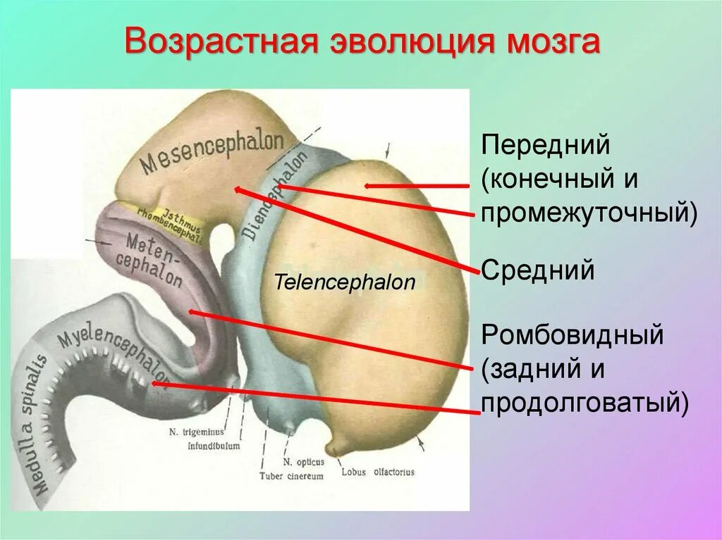 Возрастная Эволюция мозга. Передний мозг развития Эволюция. Передний средний и ромбовидный мозг. Возрастная Эволюция мозга схема. Возрастная эволюция
