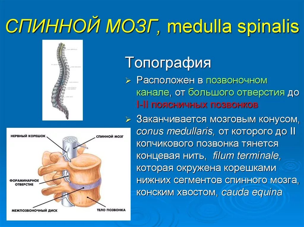 Медулла Спиналис. Функциональная анатомия спинного мозга топография строение функции. Наружное строение и топография спинного мозга. Топографическая анатомия спинного мозга.