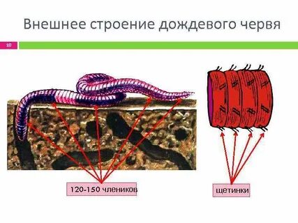 Дождевой червь внешнее строение