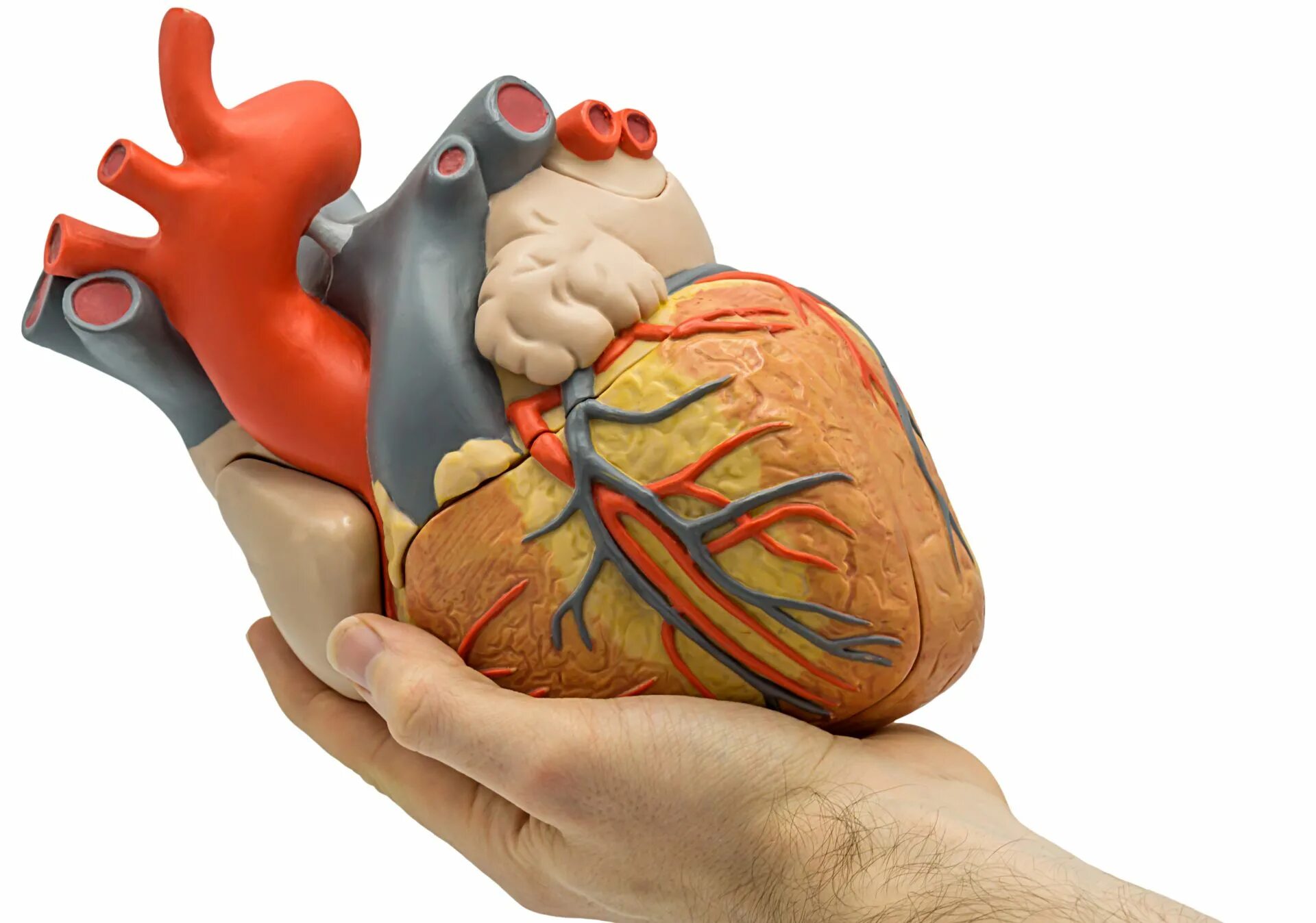 сердечно-сосудистая система человека. значение сердец. что дать от сердца человека. сердце это кратко. что дать от сердца человека.