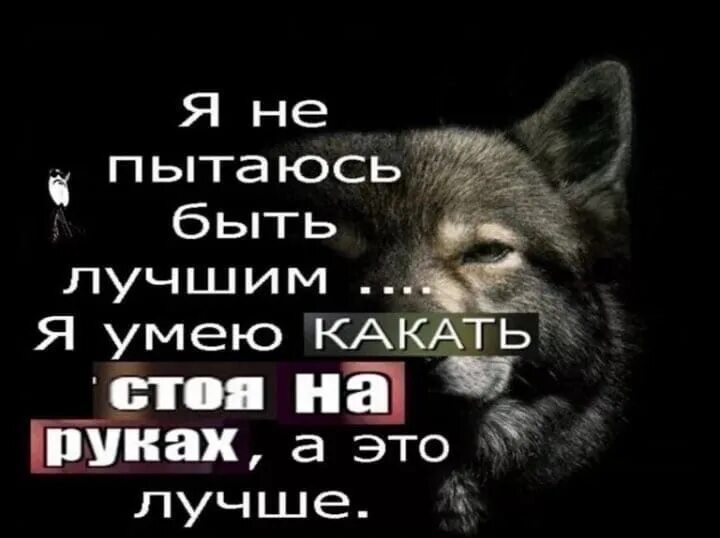 Смешные цитаты волка. Цитаты волка. Цитаты волка ауф. Волчьи цитаты. Ауф цитаты про Волков.