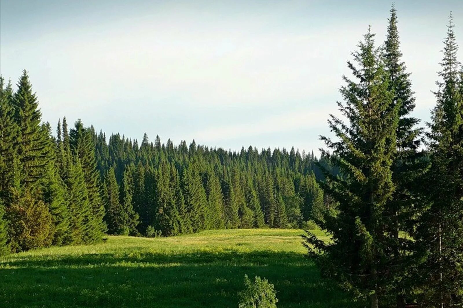 Хвойный лес Удмуртии. Пихтовый лес Удмуртии. Хвойный лес Кировской области. Подлесок тайги. Природные ресурсы лесных зон россии