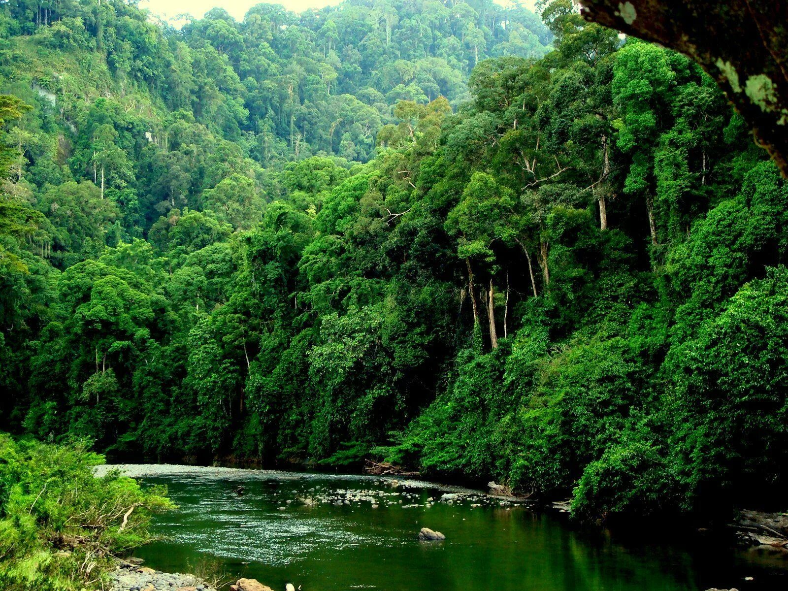 Amazon borneo congo. Остров Борнео джунгли. Тропические леса Борнео. Джунгли острова Калимантан. Сельва Перу.