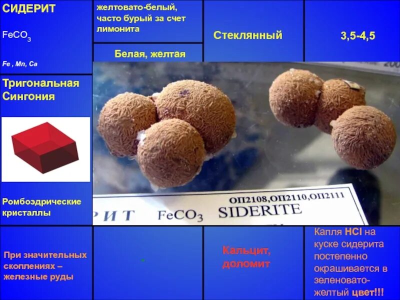 Изжелта белые