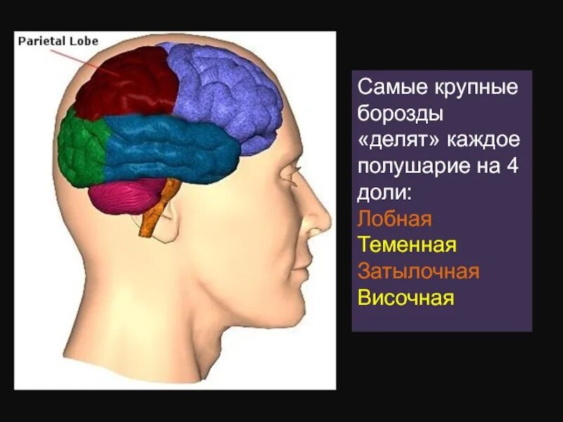 Мозг лобная теменная височная. Мозговой отдел лобная затылочная теменная.