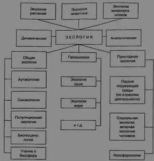 Язык биологии схема