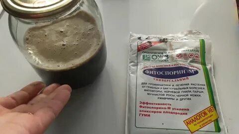 Как правильно растворить фитоспорин пасту