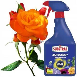 Фунгицид сапрол цветы: борьба и защищает