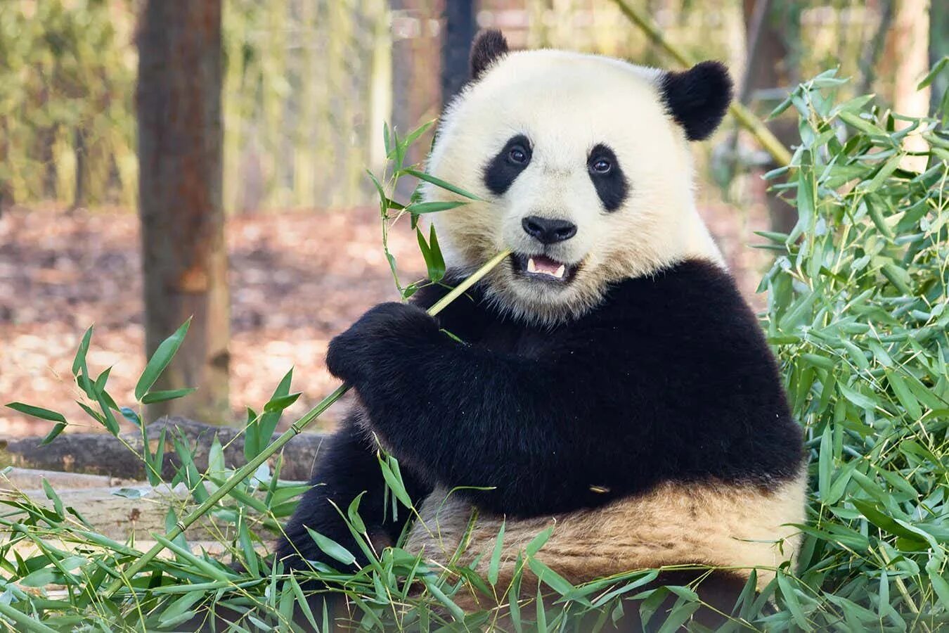 Panda have